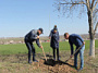 В Белокалитвинском районе высадили более 16000 деревьев и кустарников